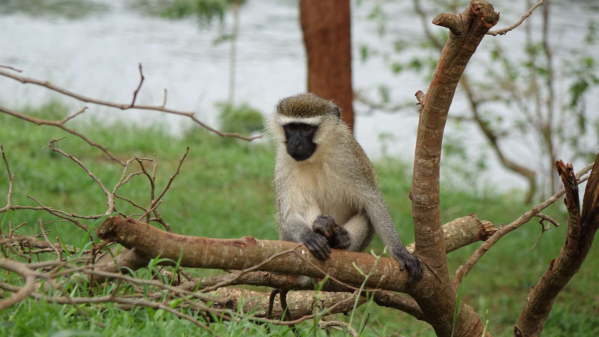 Velvet monkey in Africa