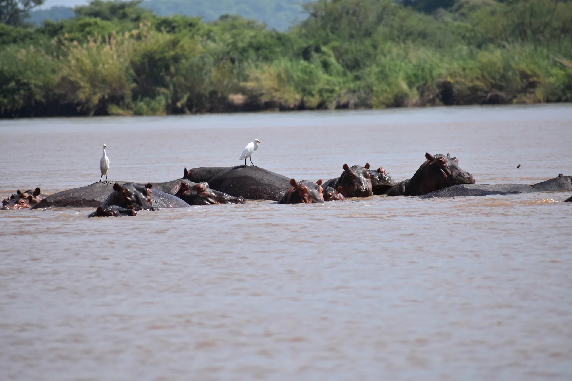 hippos at the river in Africa