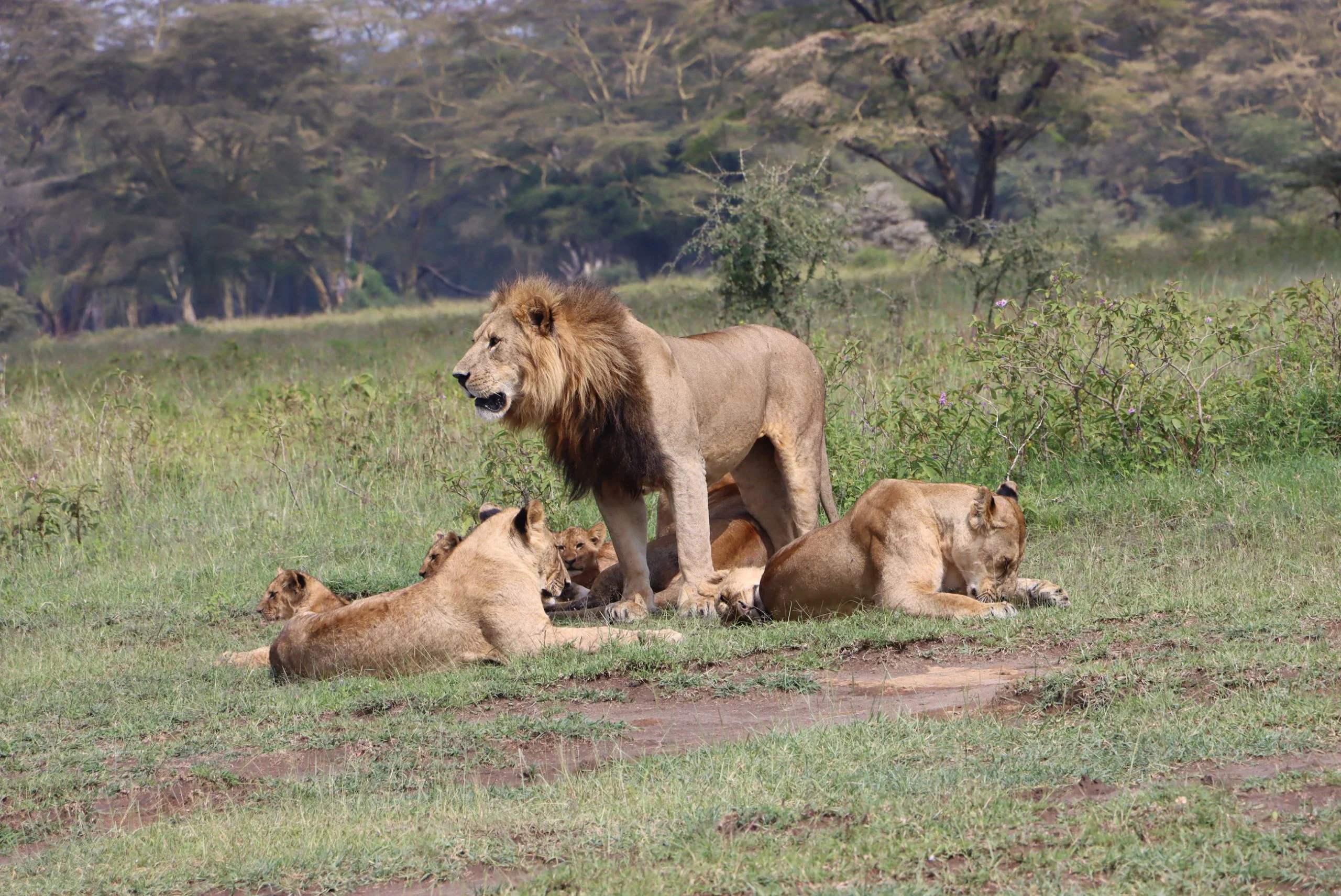 Lions at Solio Game Reserve