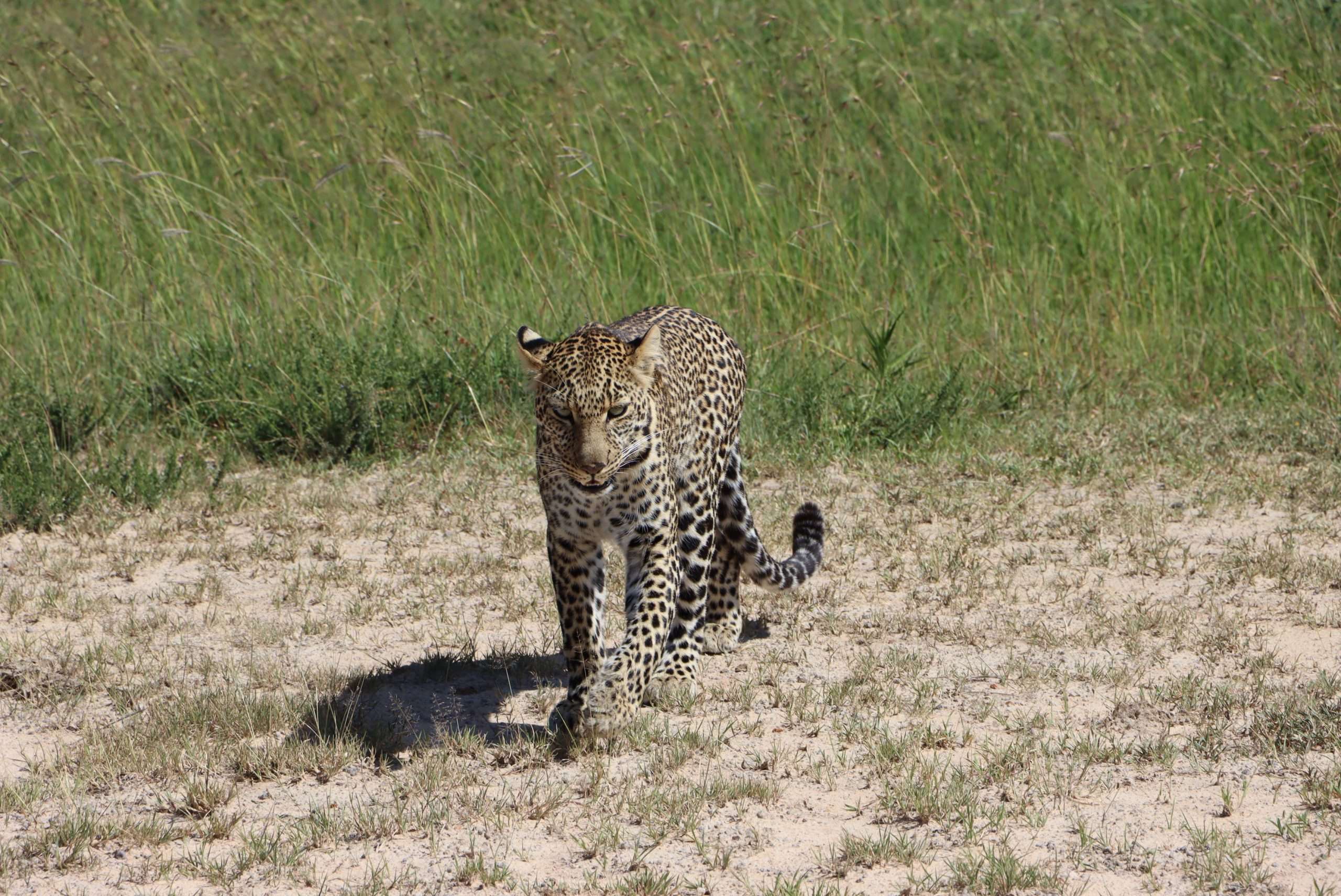Masai Mara Green Season - Leopard