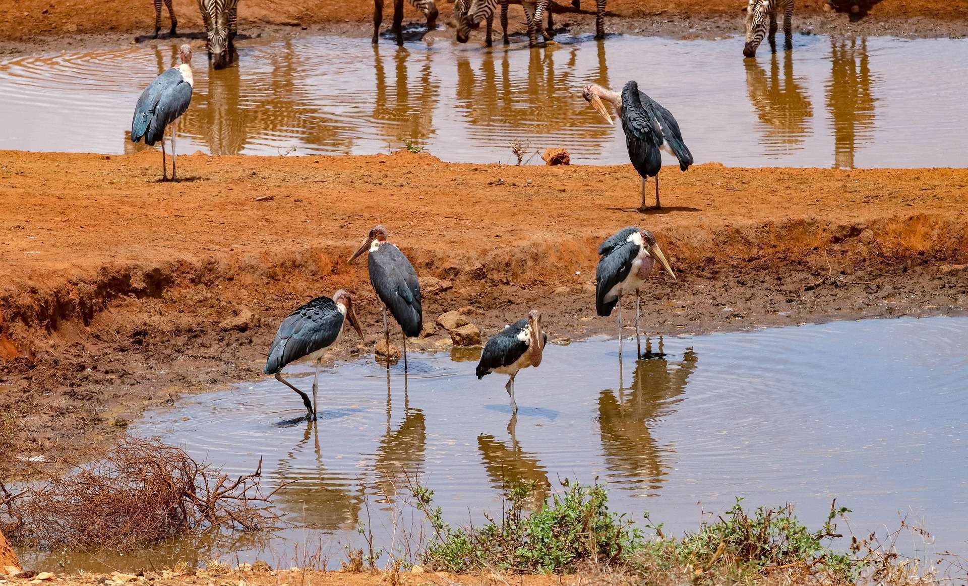 Bird watching safari in Kenya