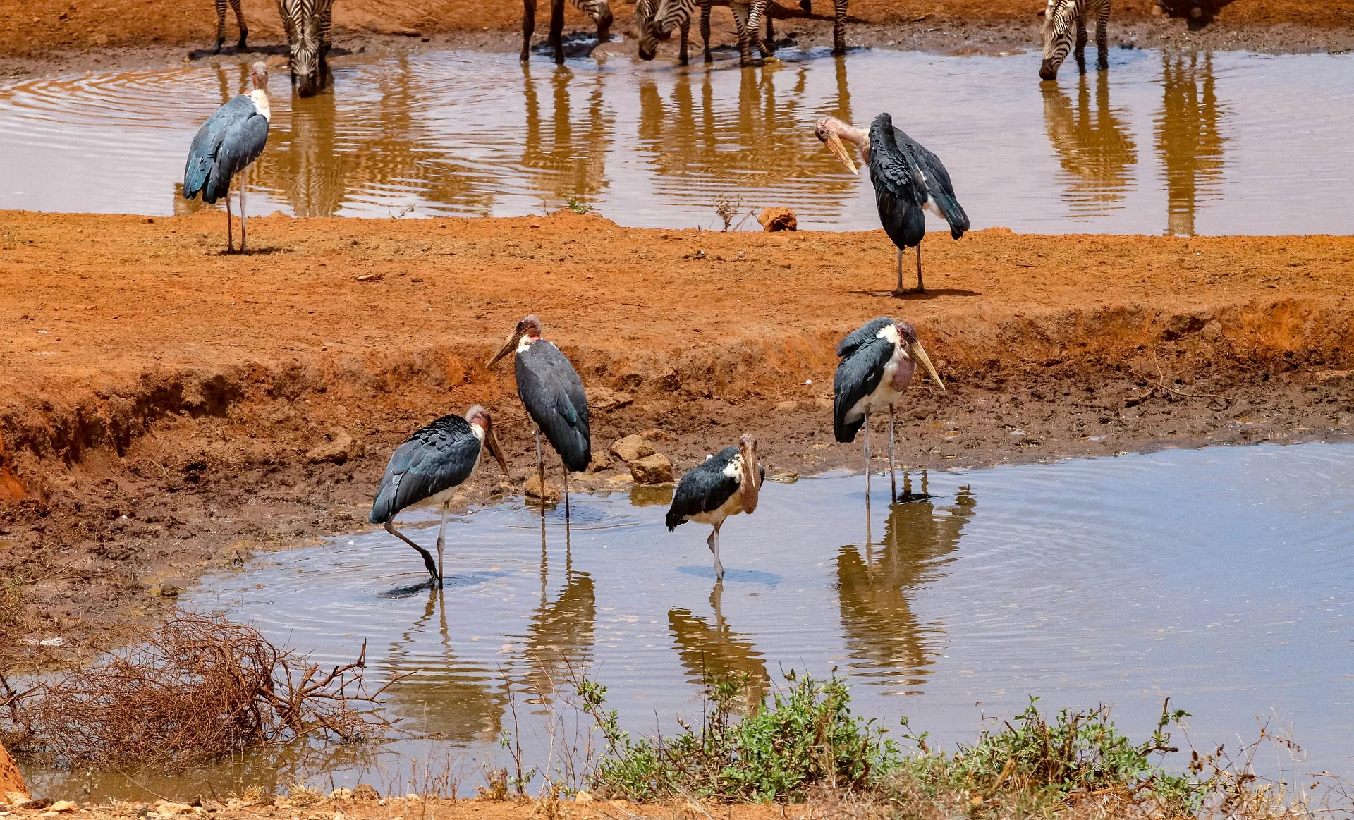 Bird watching safari in Kenya