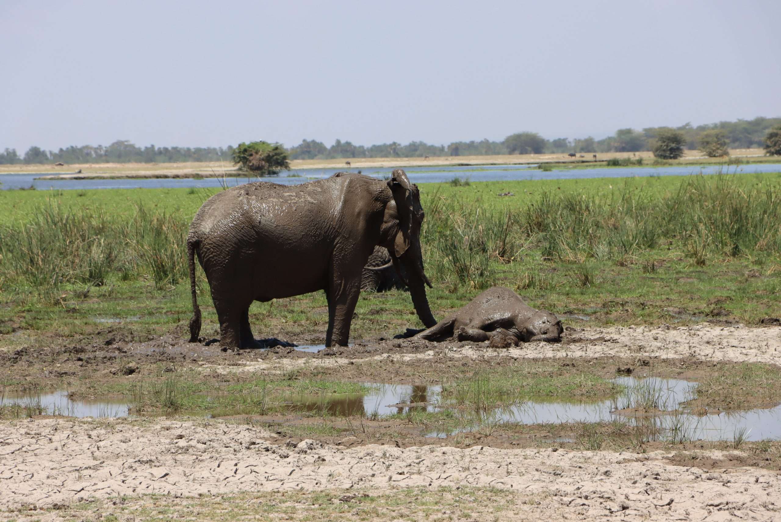 Masaimarasafari.in elephant