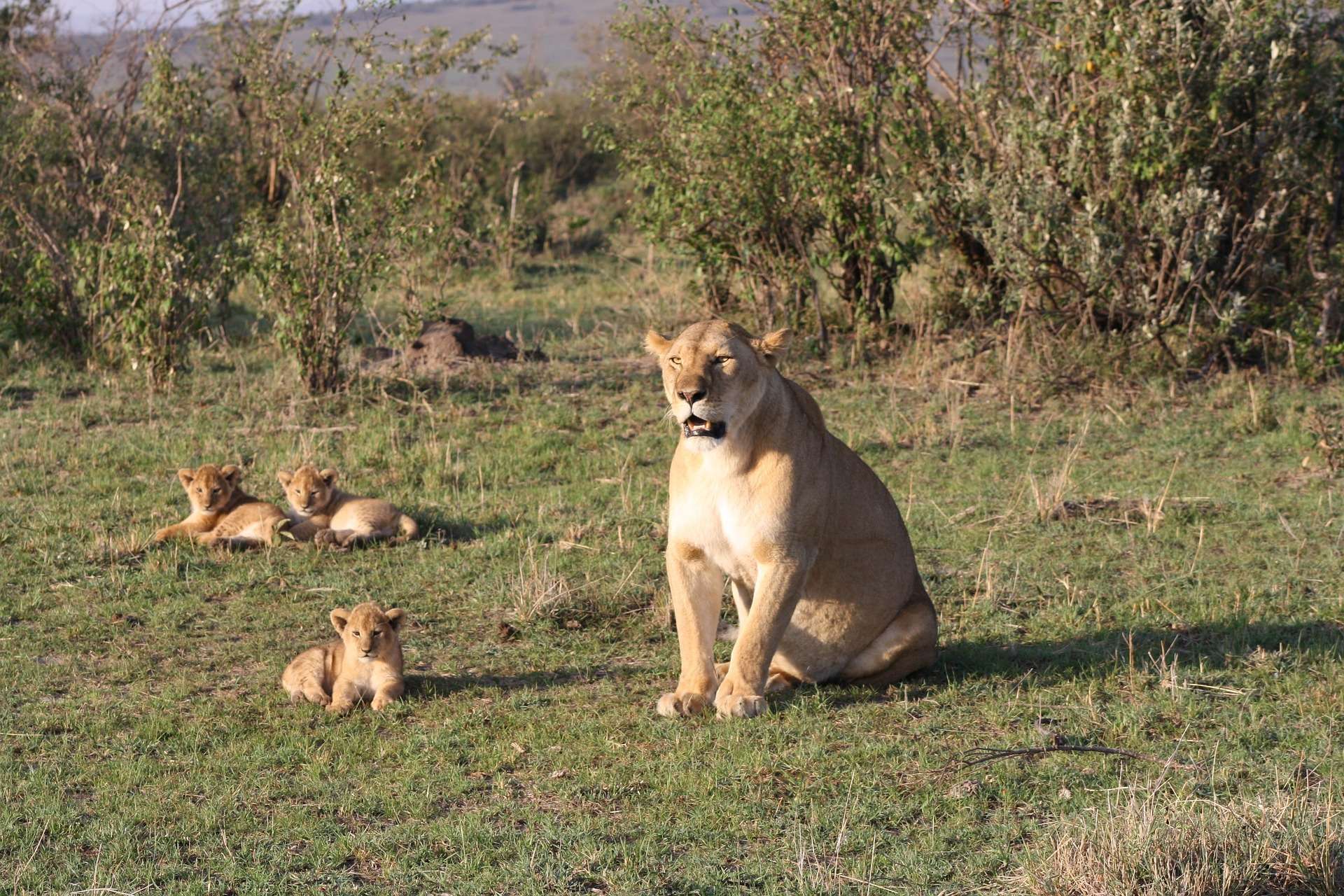 African Wildlife - Lioness and Cub
