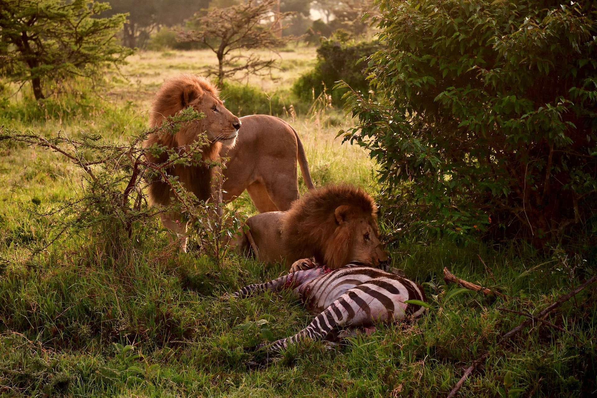 Lion feeding a zebra