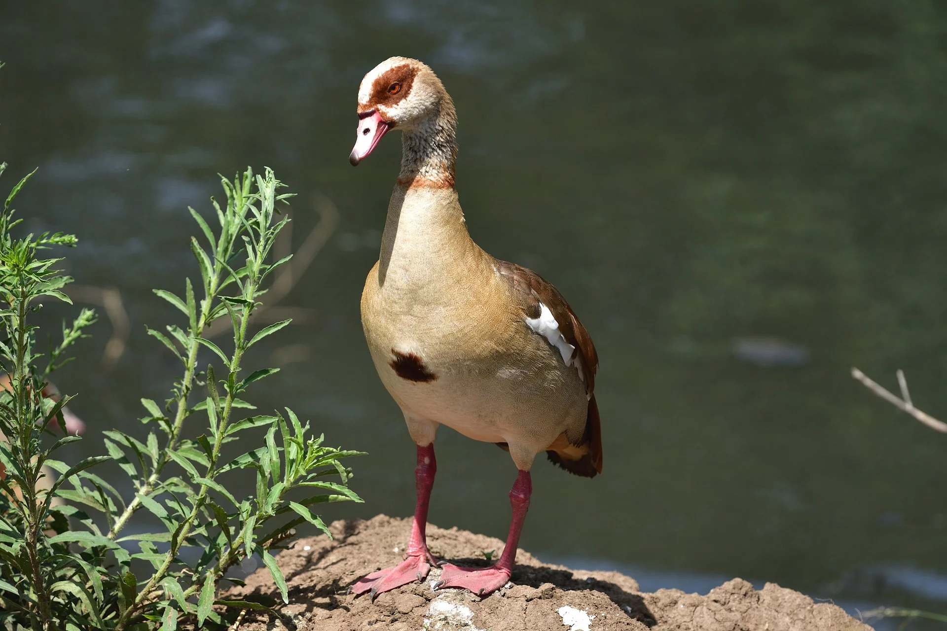 Safari of Africa - a duck at a river in Africa