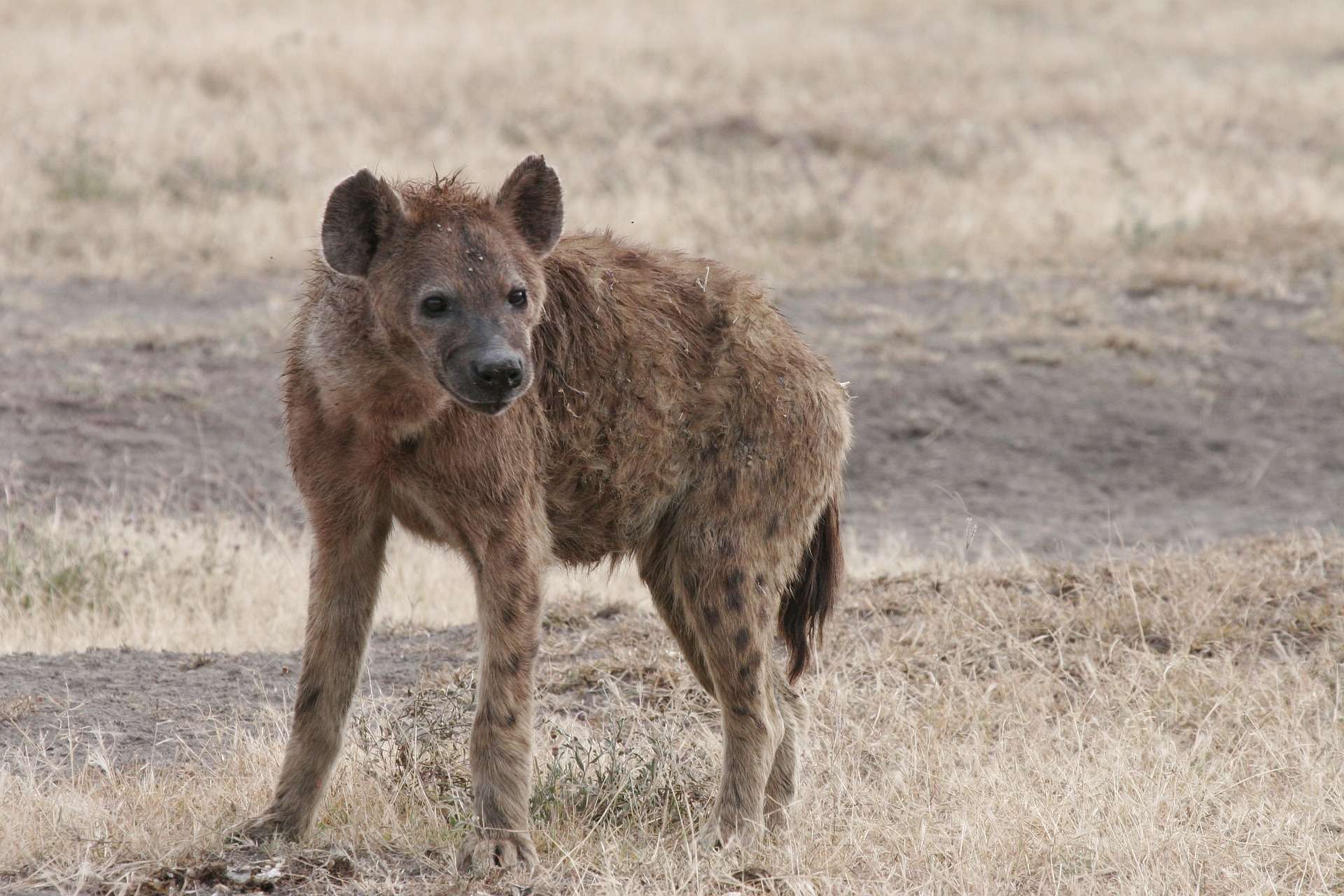 Hyena - Masaimarasafari.in
