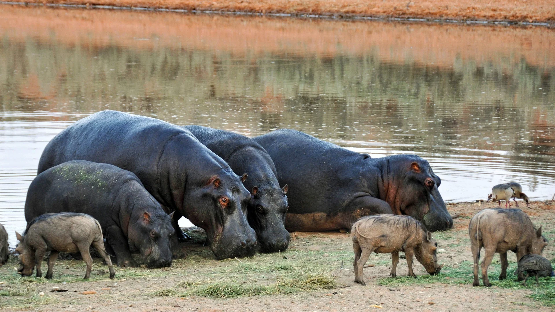 Warthogs and hippos