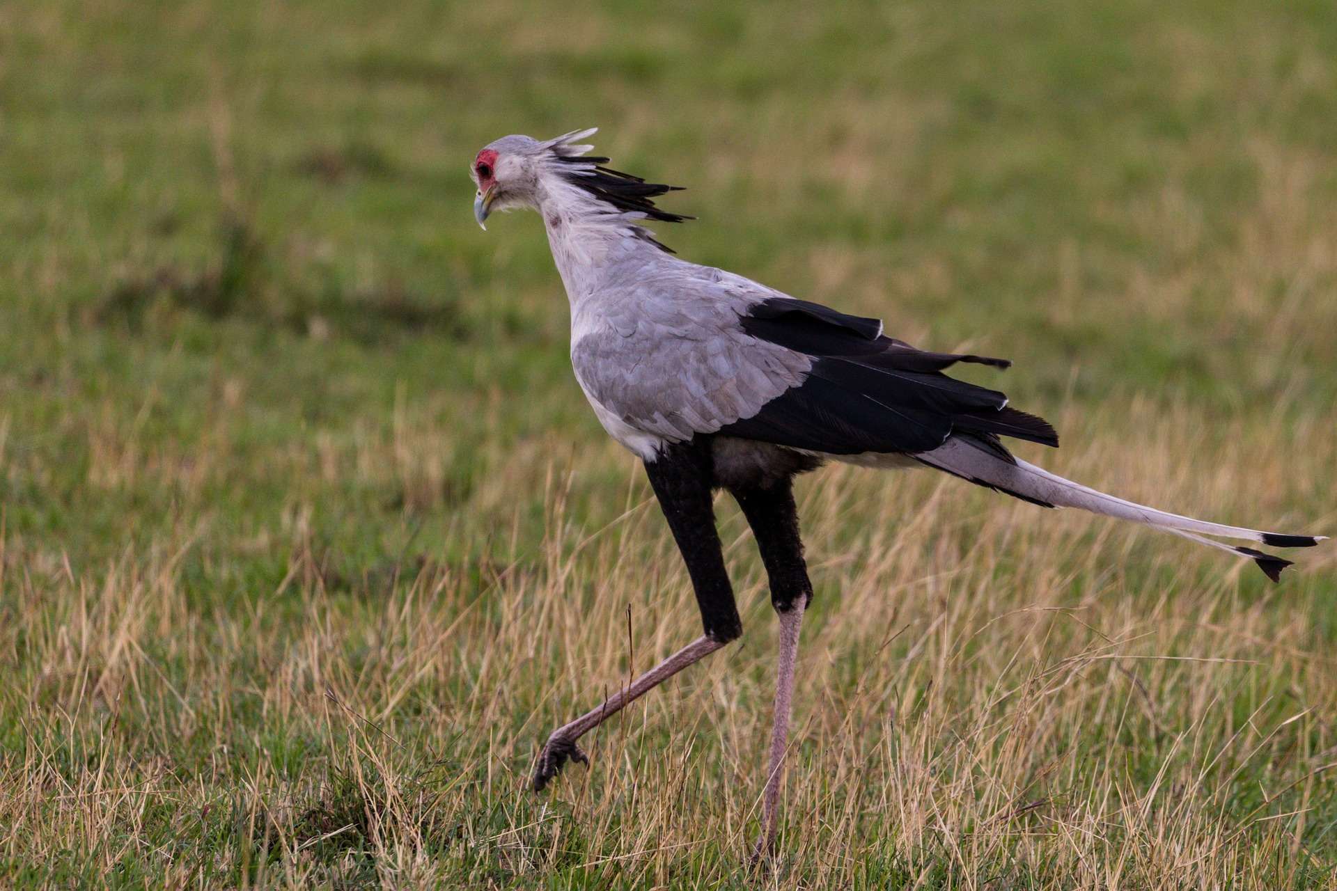 Amboseli National Park - Bird