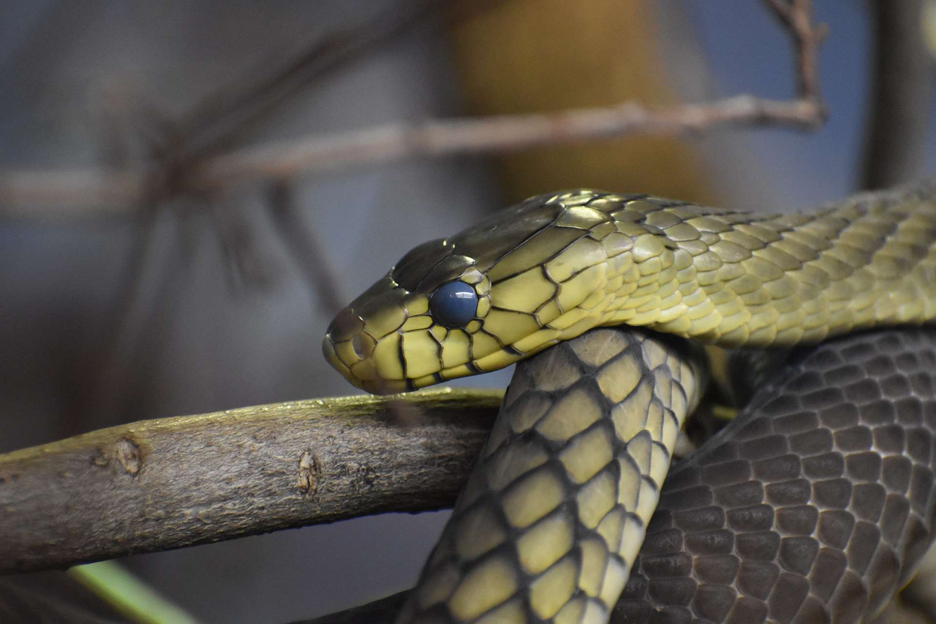 Snake at Haller Park
