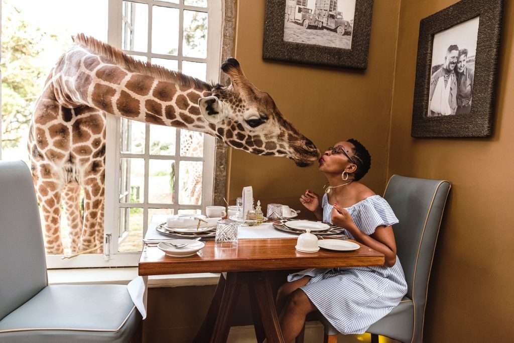 Kissing a giraffe at Giraffe center