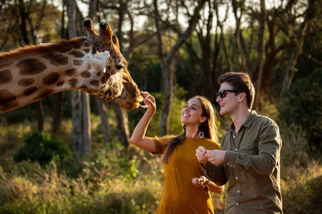 A safari of africa feeding a giraffe