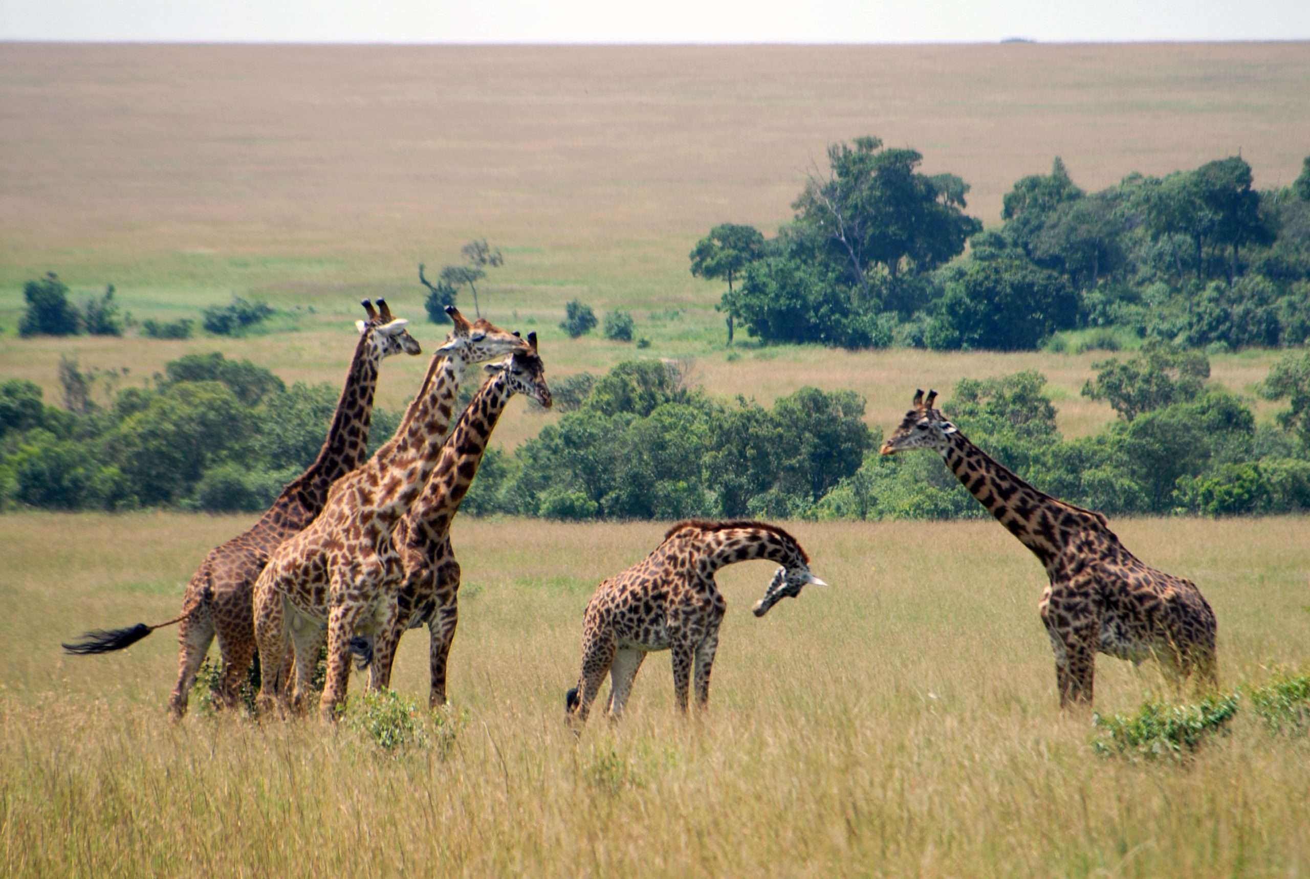 Giraffe in Kenya Masai - Images