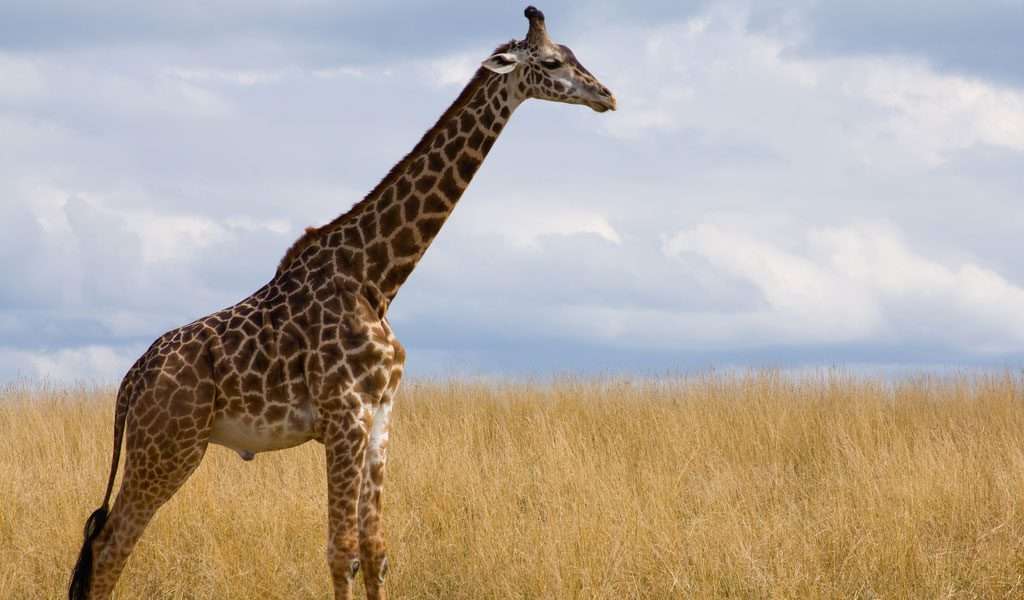 Giraffe in Kenya Masai - Images