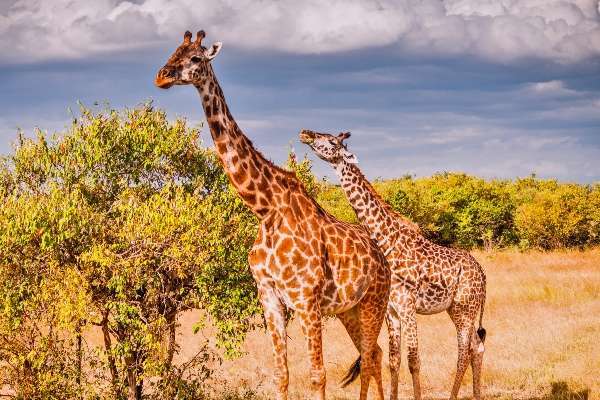 Giraffe in Kenya Masai - Images