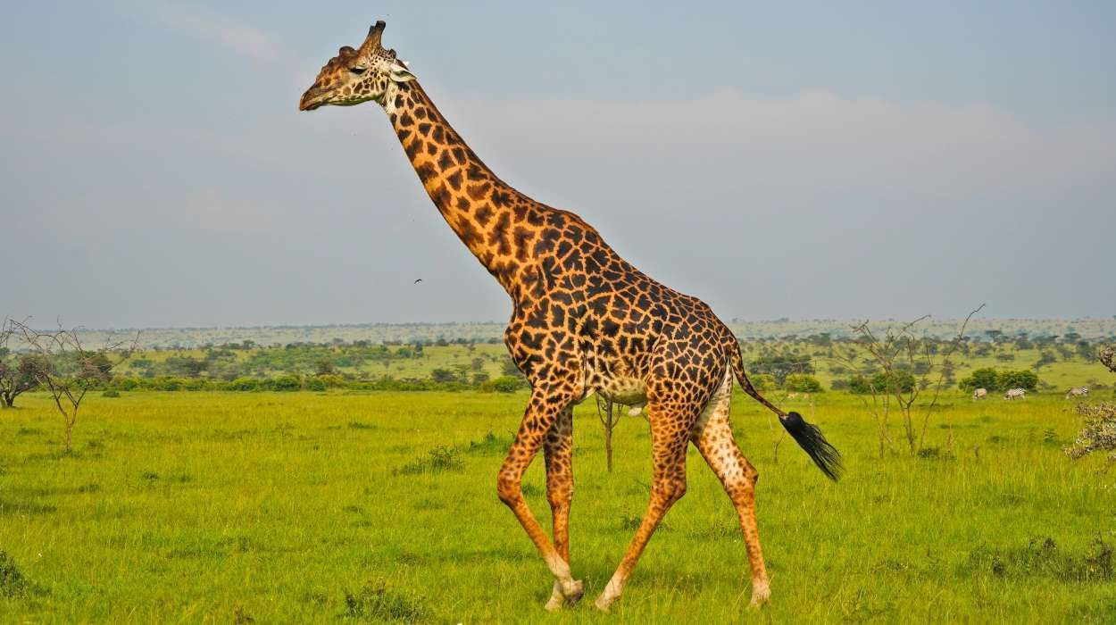 Giraffe in Kenya Masai - Images