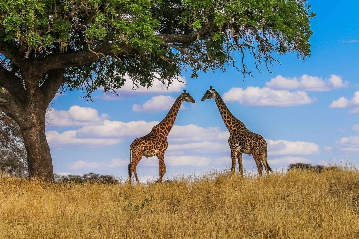 Giraffe in Kenya Masai - Images