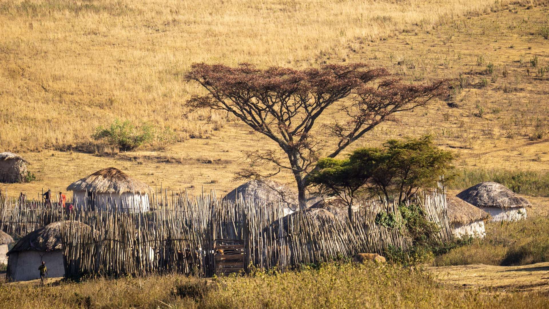 Masai shelter