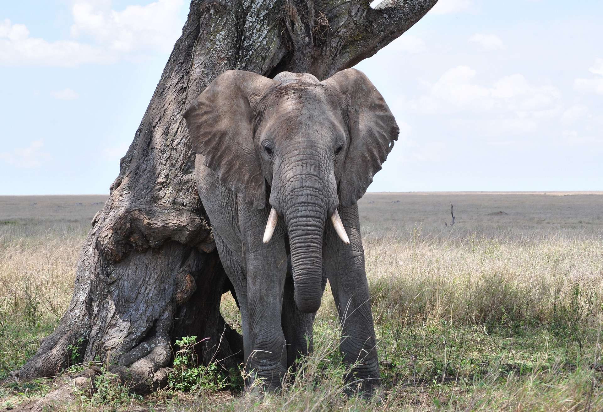 MasaiMaraSafari.in - Elephant