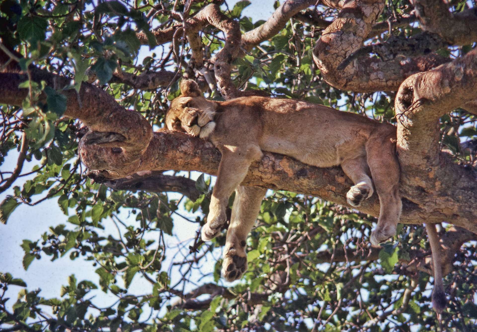 Masaimarasafari.in Climbing Lion