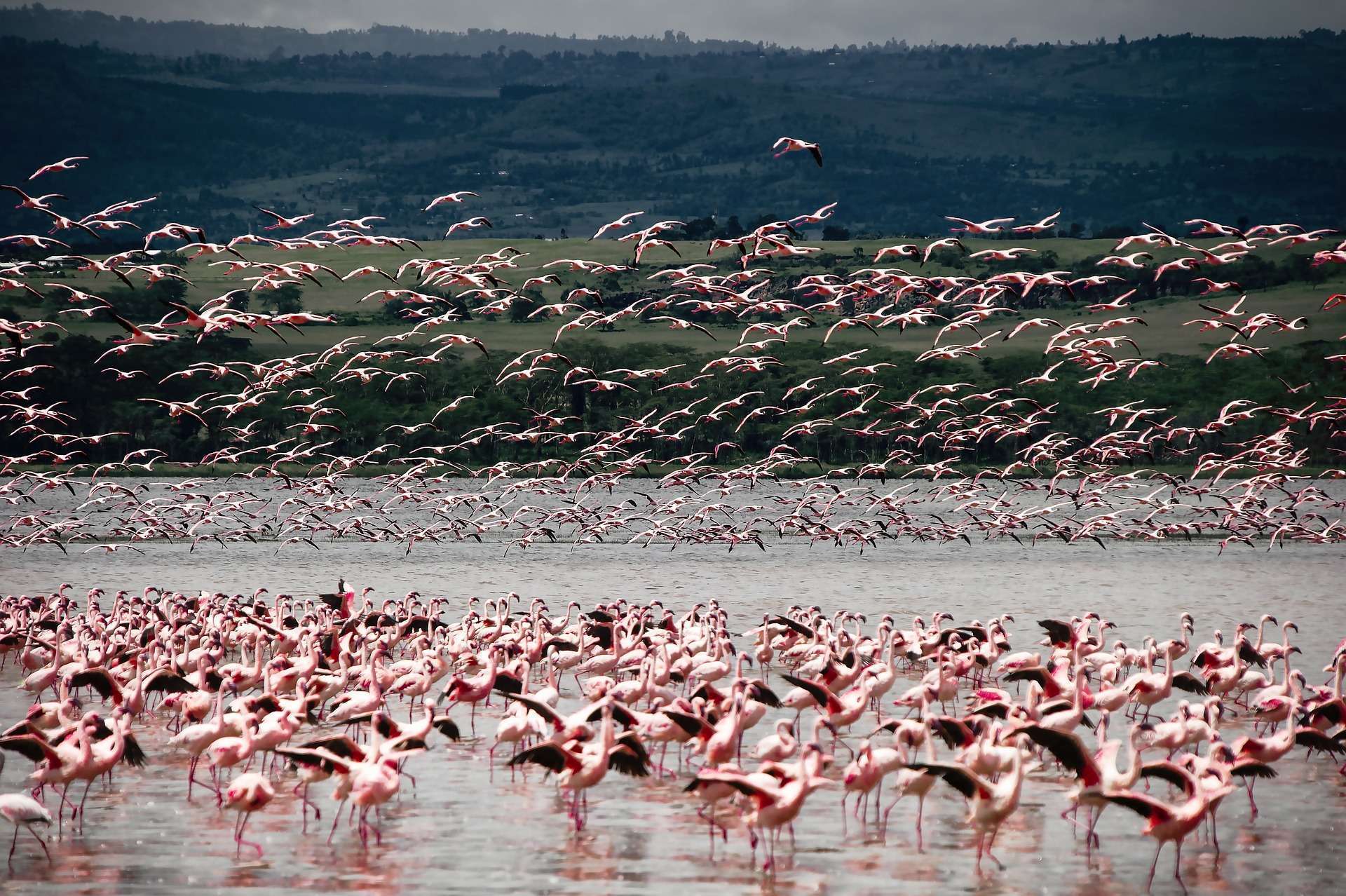 Flamingos in Africa
