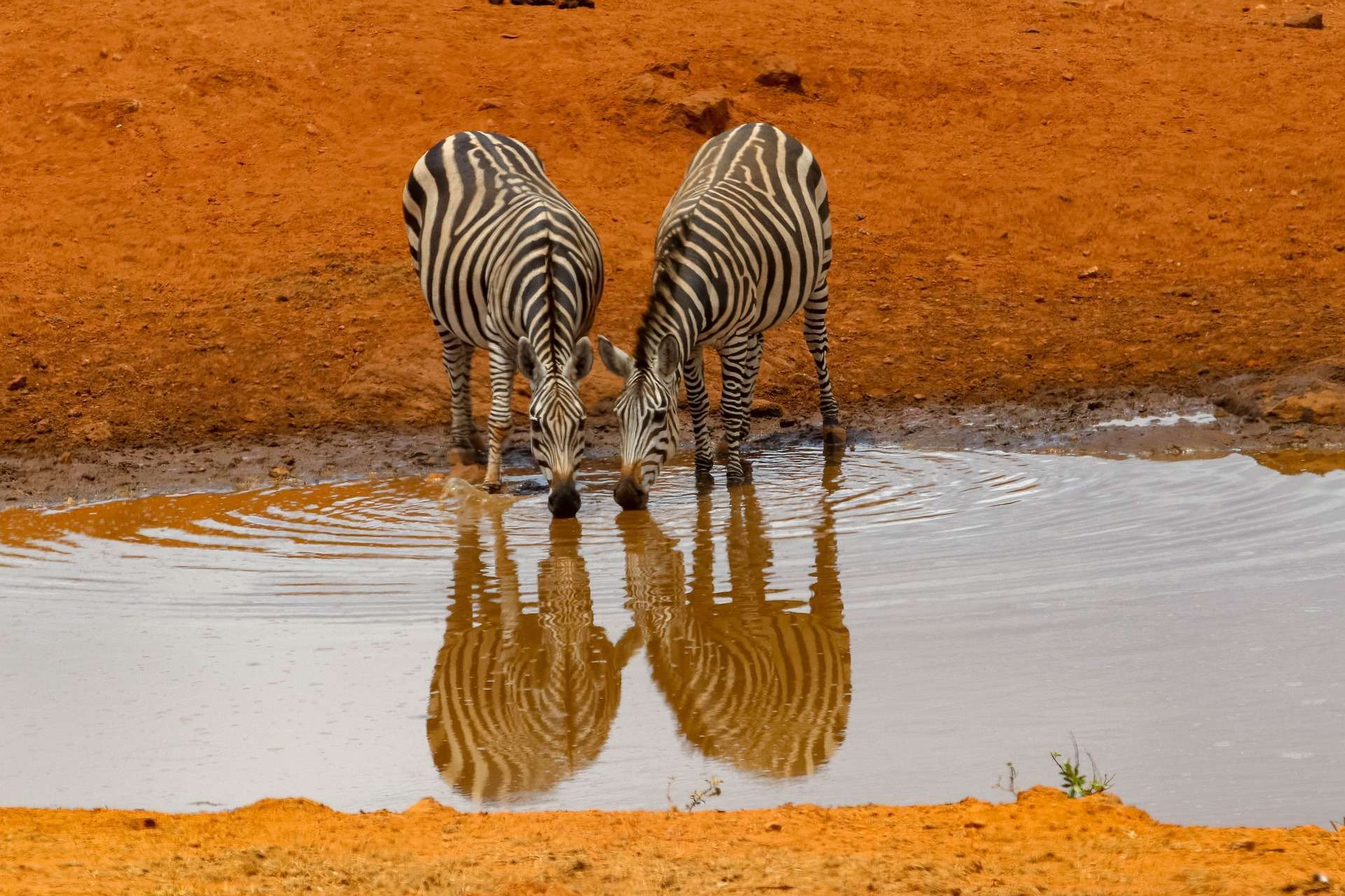 Zebra taking water at a river in Tsavo