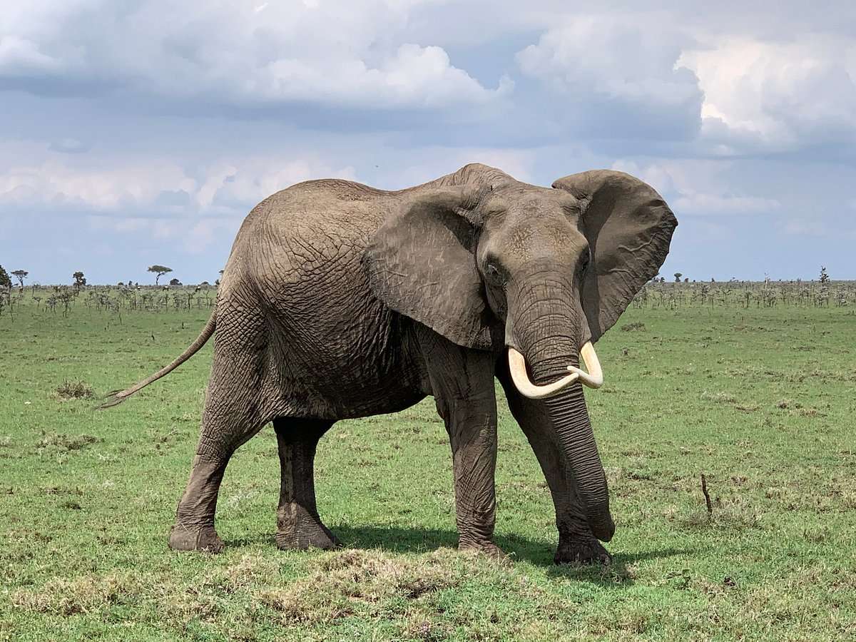 Masaimarasafari.in Elephant