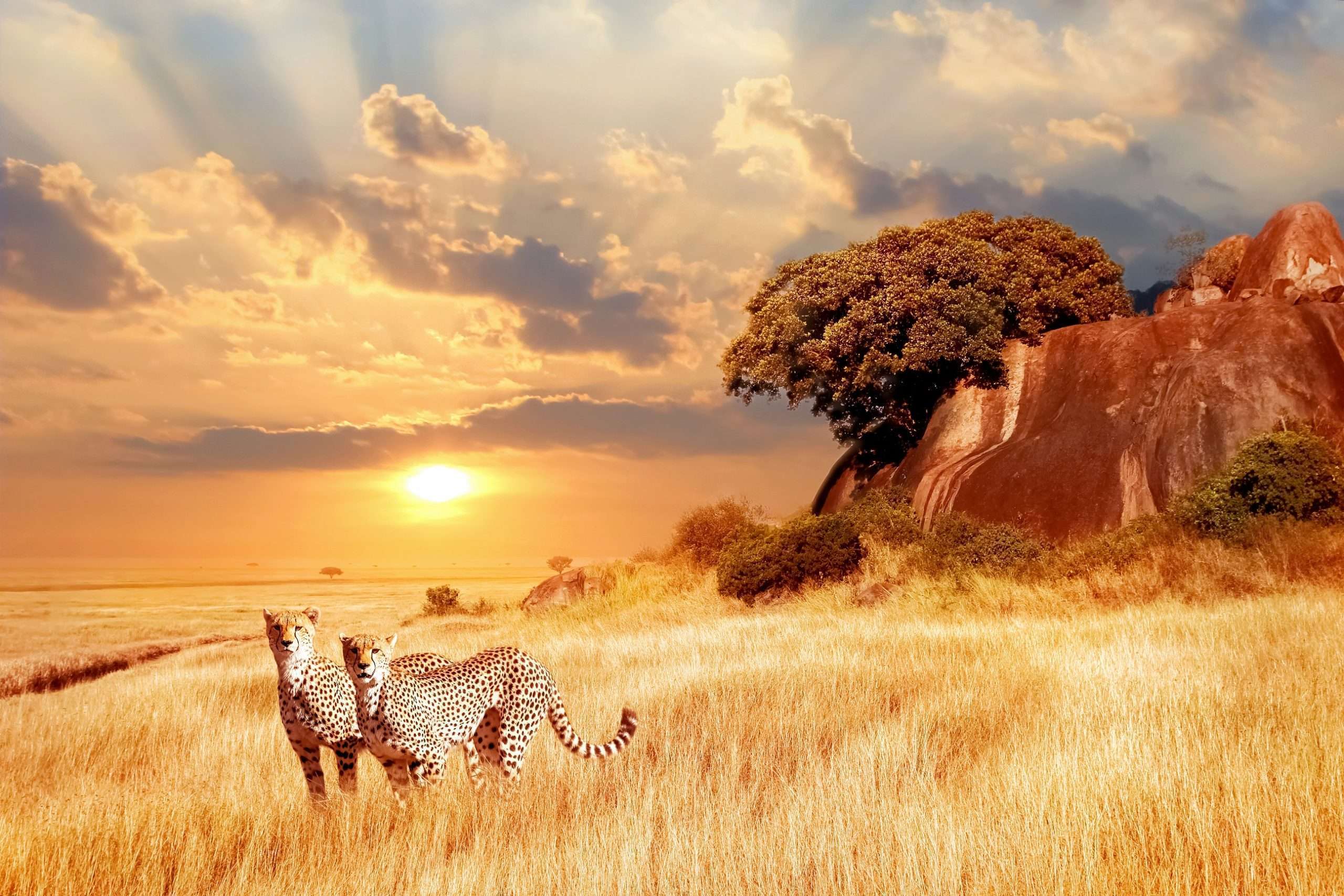 East African Cheetah - Cheetahs in Mara