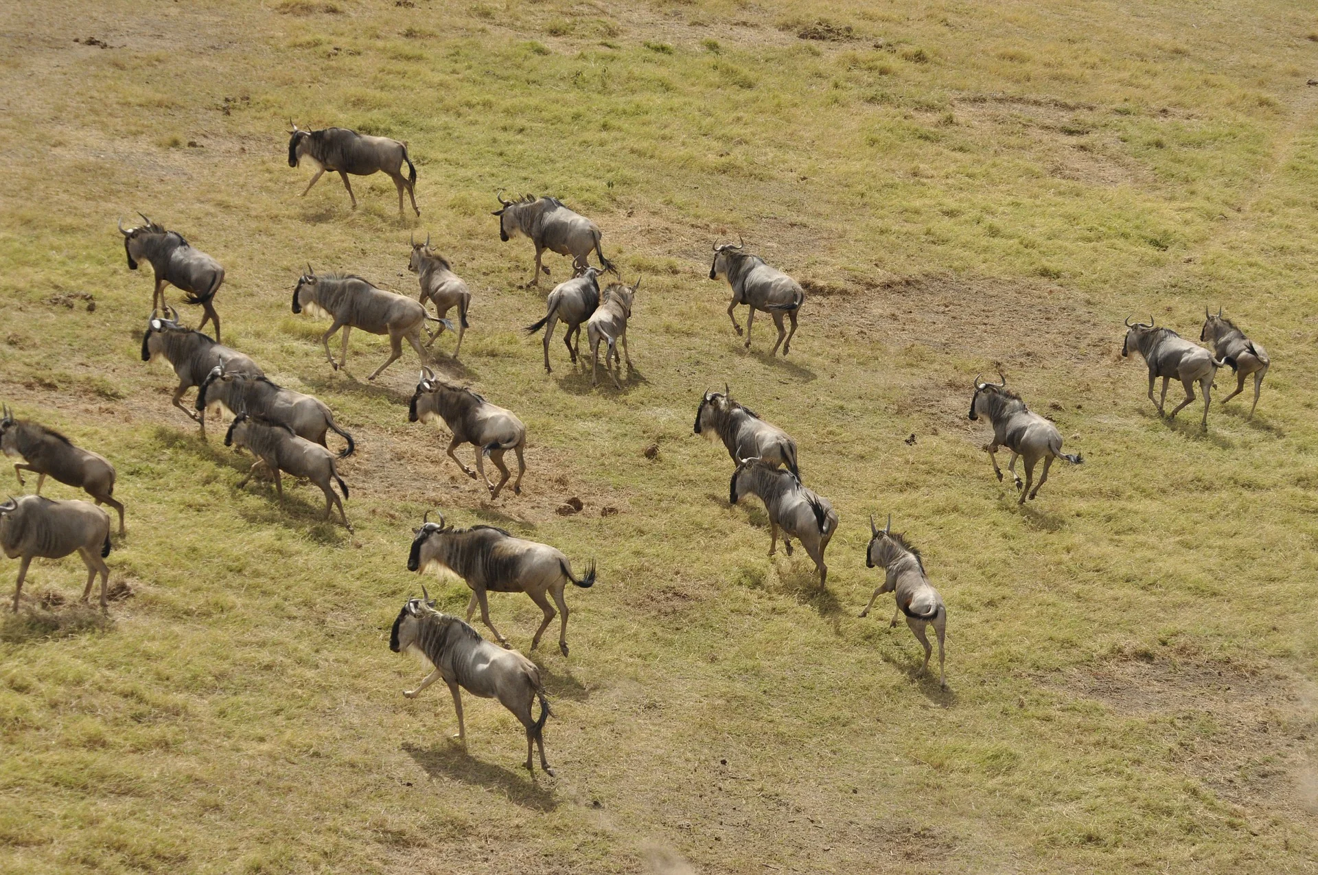 Migration Safari - Wildebeest
