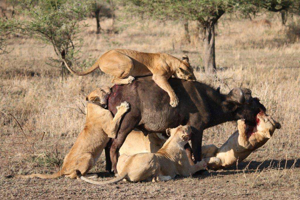 A Lion Hunt - Buffalo