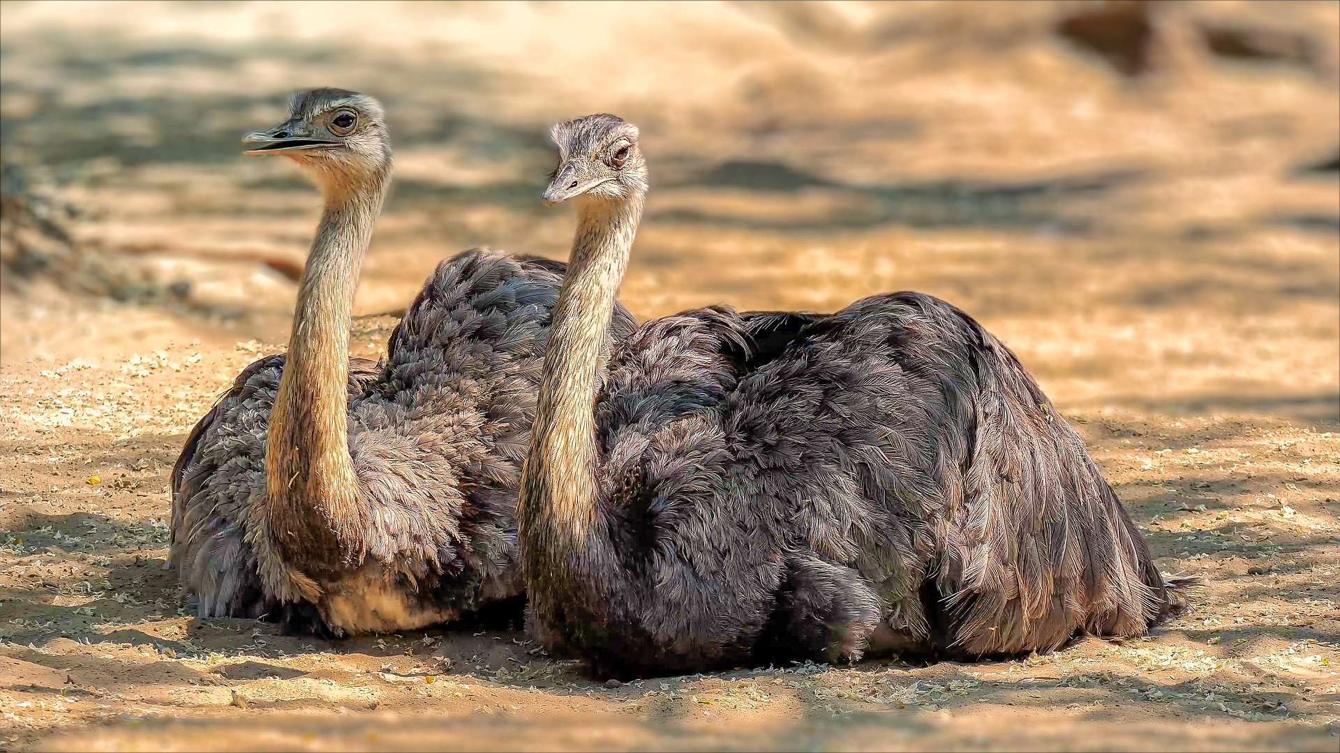 Ostrich Image - MasaiMaraSafari.in