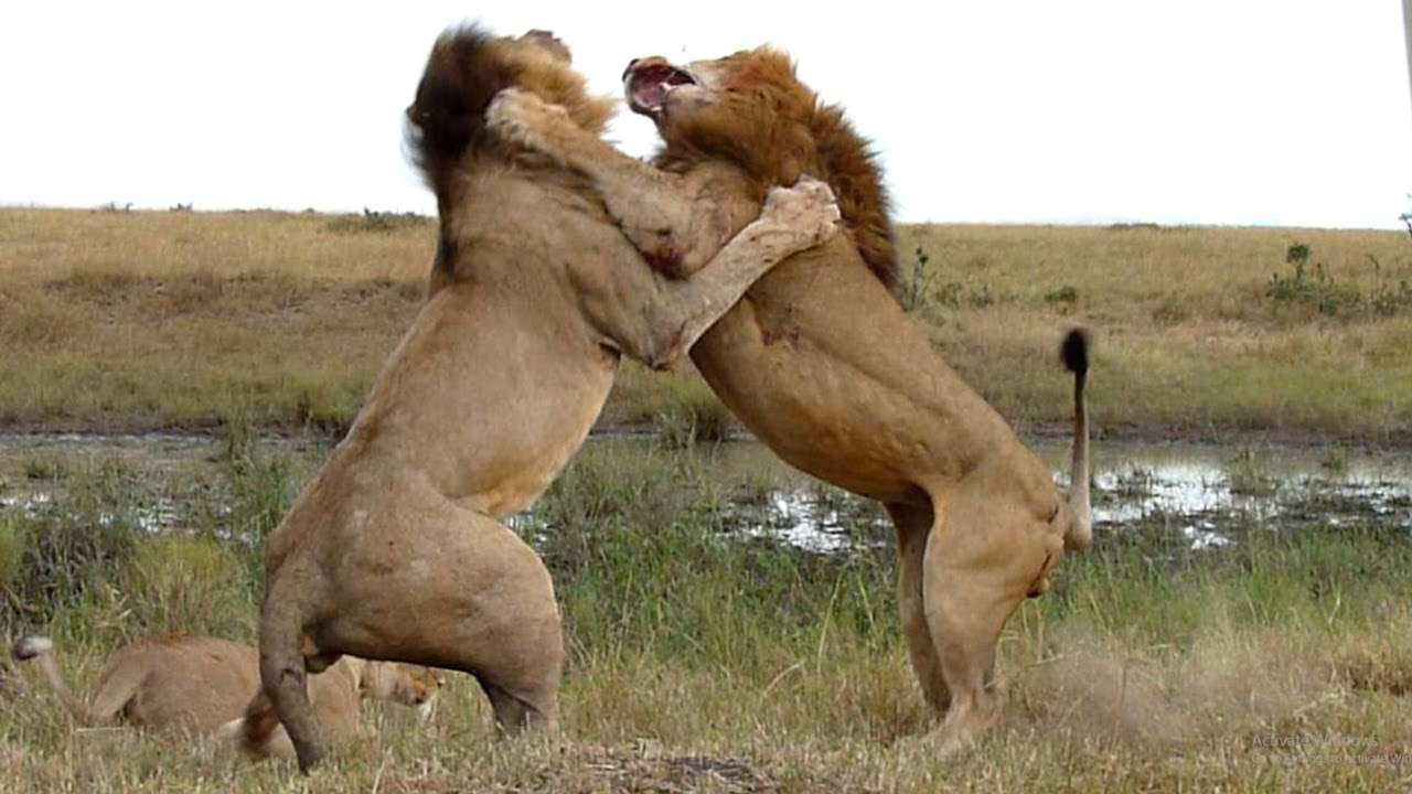 Lion Fighting