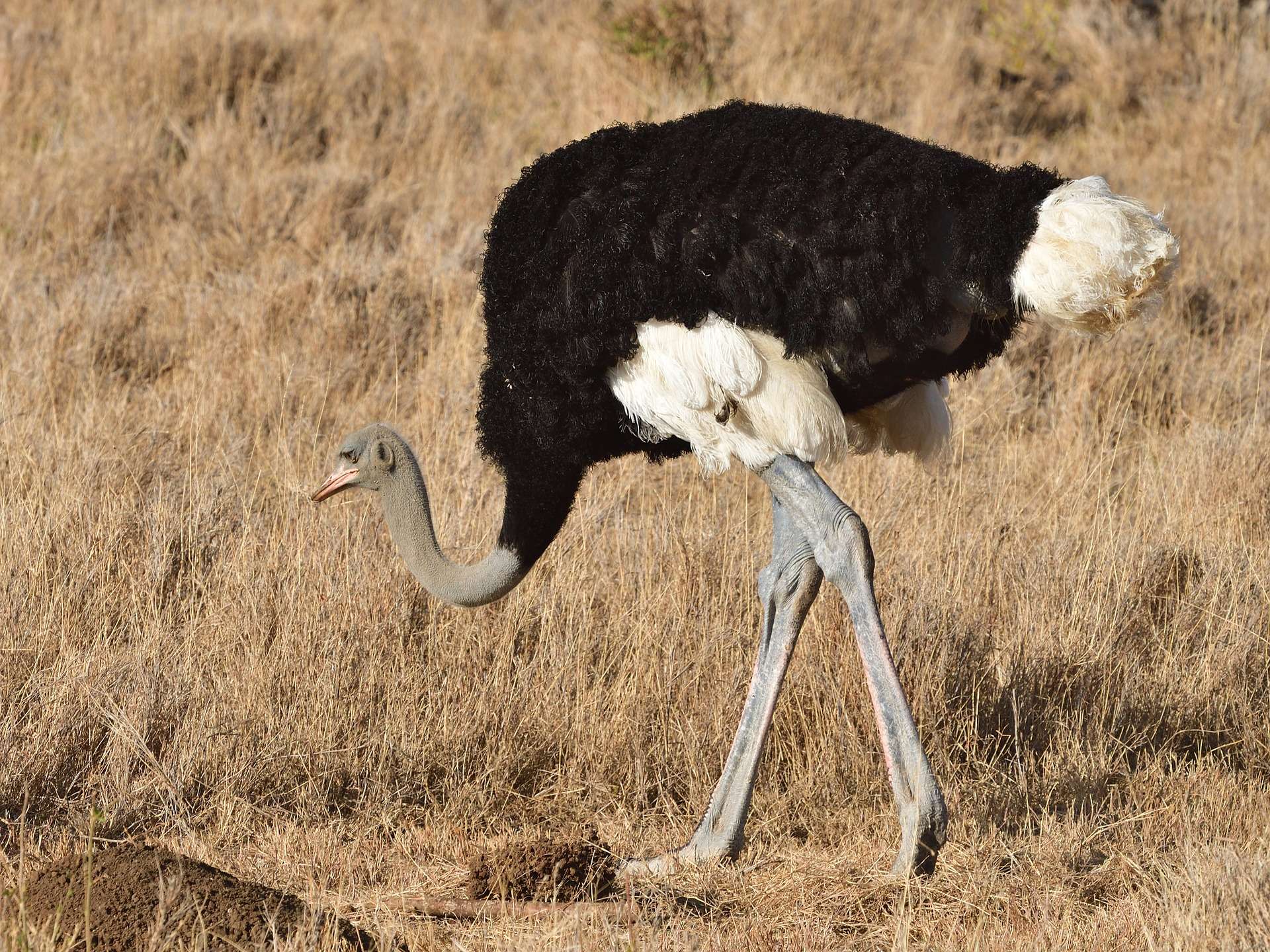 Image of Ostrich - MasaiMaraSafari.in