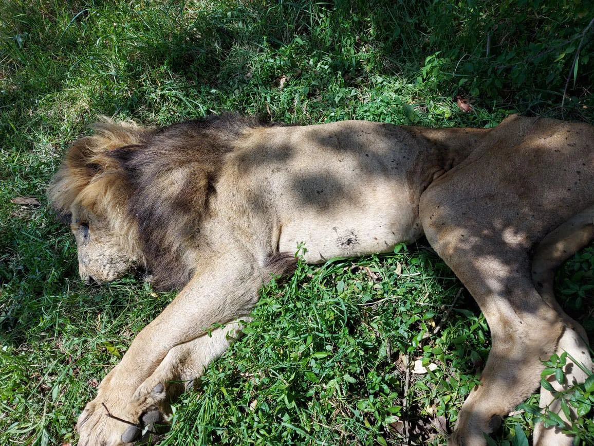 MasaiMaraSafari.in - Lion Dead