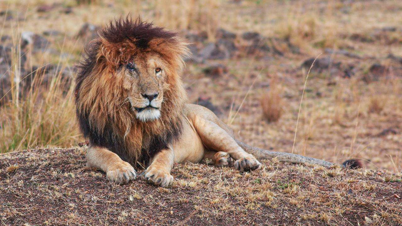 Scarface Lion - MasaiMaraSafari.in