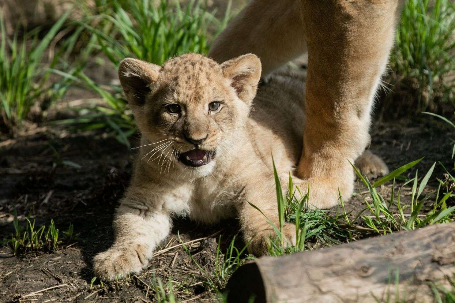 Scarface - Lion Cub
