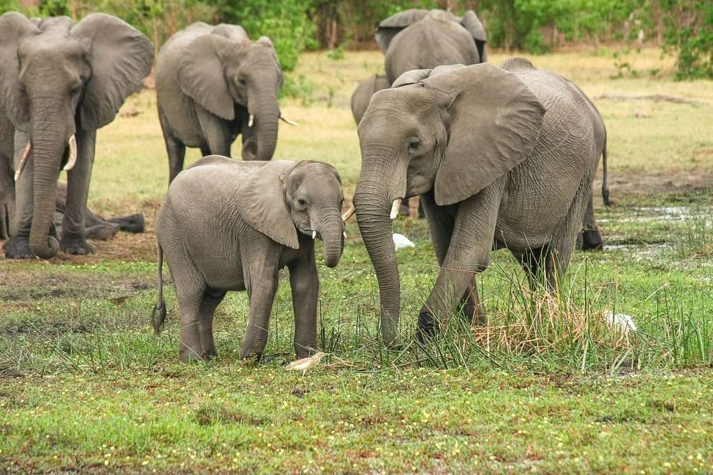 Elephants in South Africa - MasaiMaraSafari.in