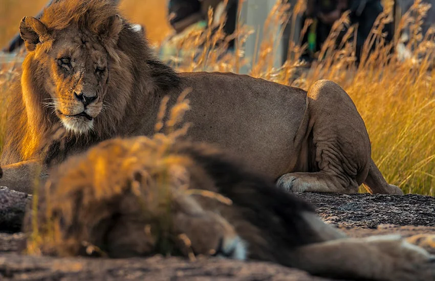 lion at Sarova Mara - Big Five