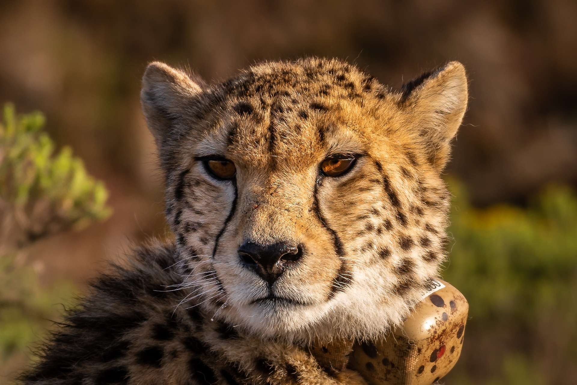 A cheetah - Masai Mara