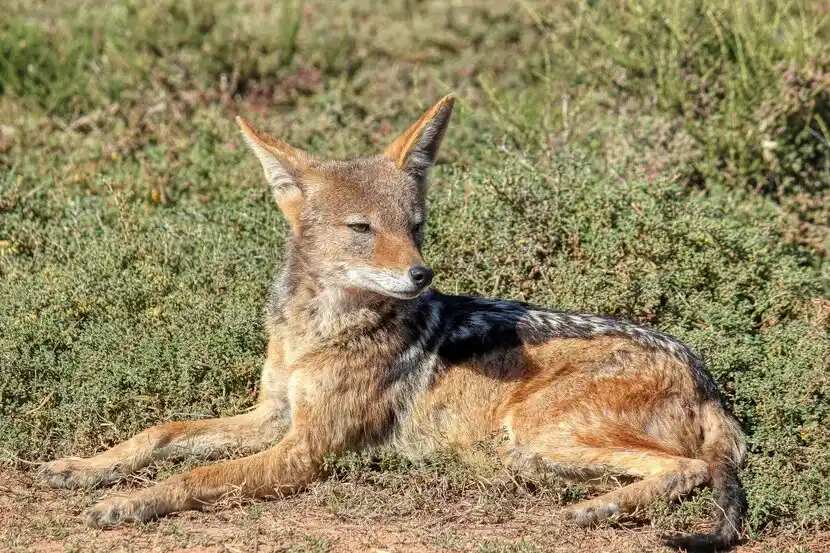 Black jackal - MasaiMaraSafari.in