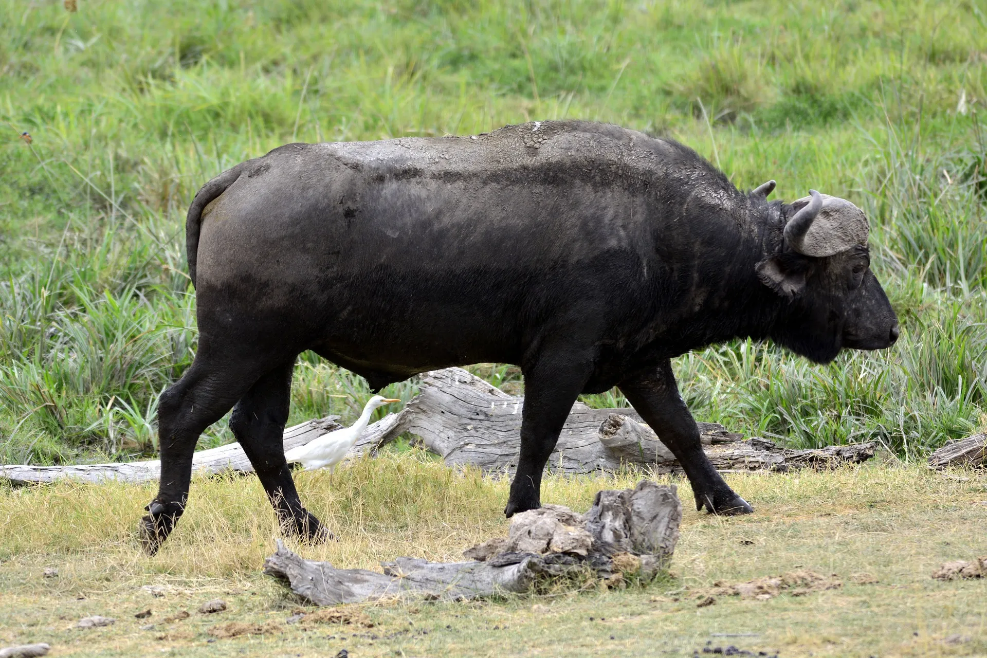 Serengeti National Park - Buffalo