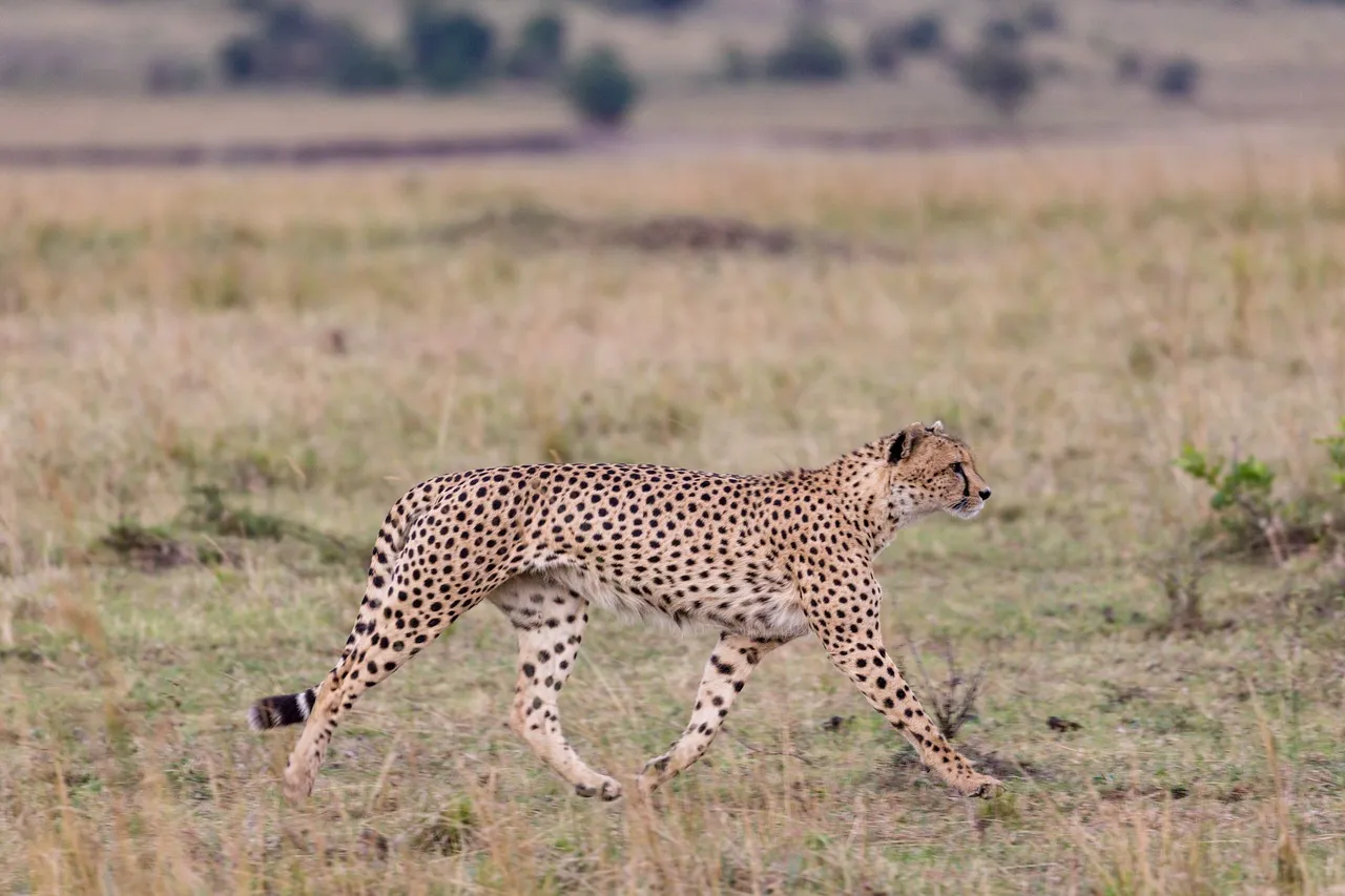 Masai Mara nairobi - cheetah