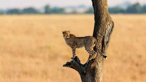 safaris to Kenya - cheetah on tree