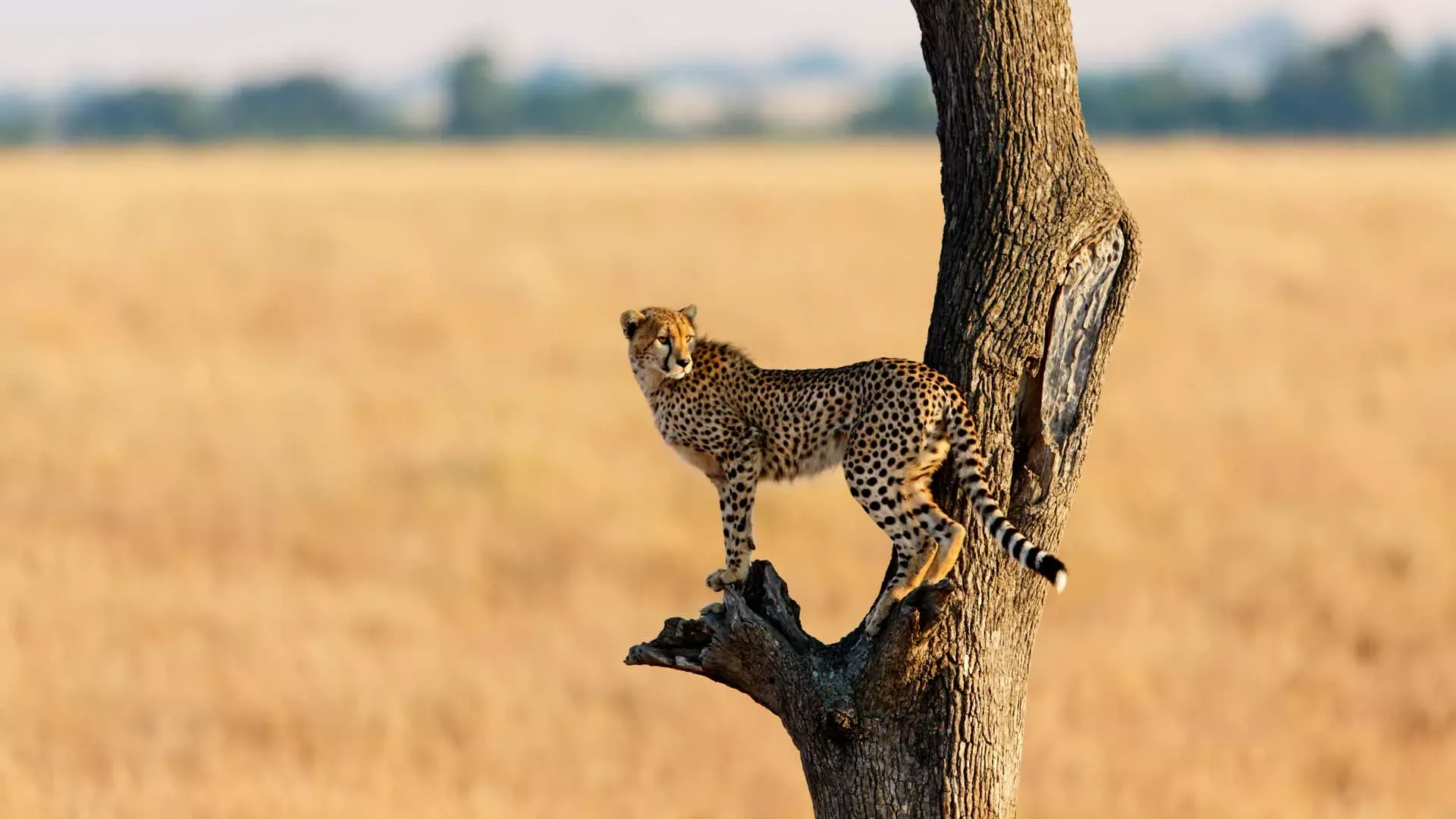 safaris to Kenya - cheetah on tree
