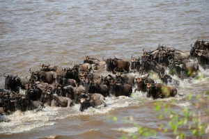 Great migration Kenya - wildebeest river crossing