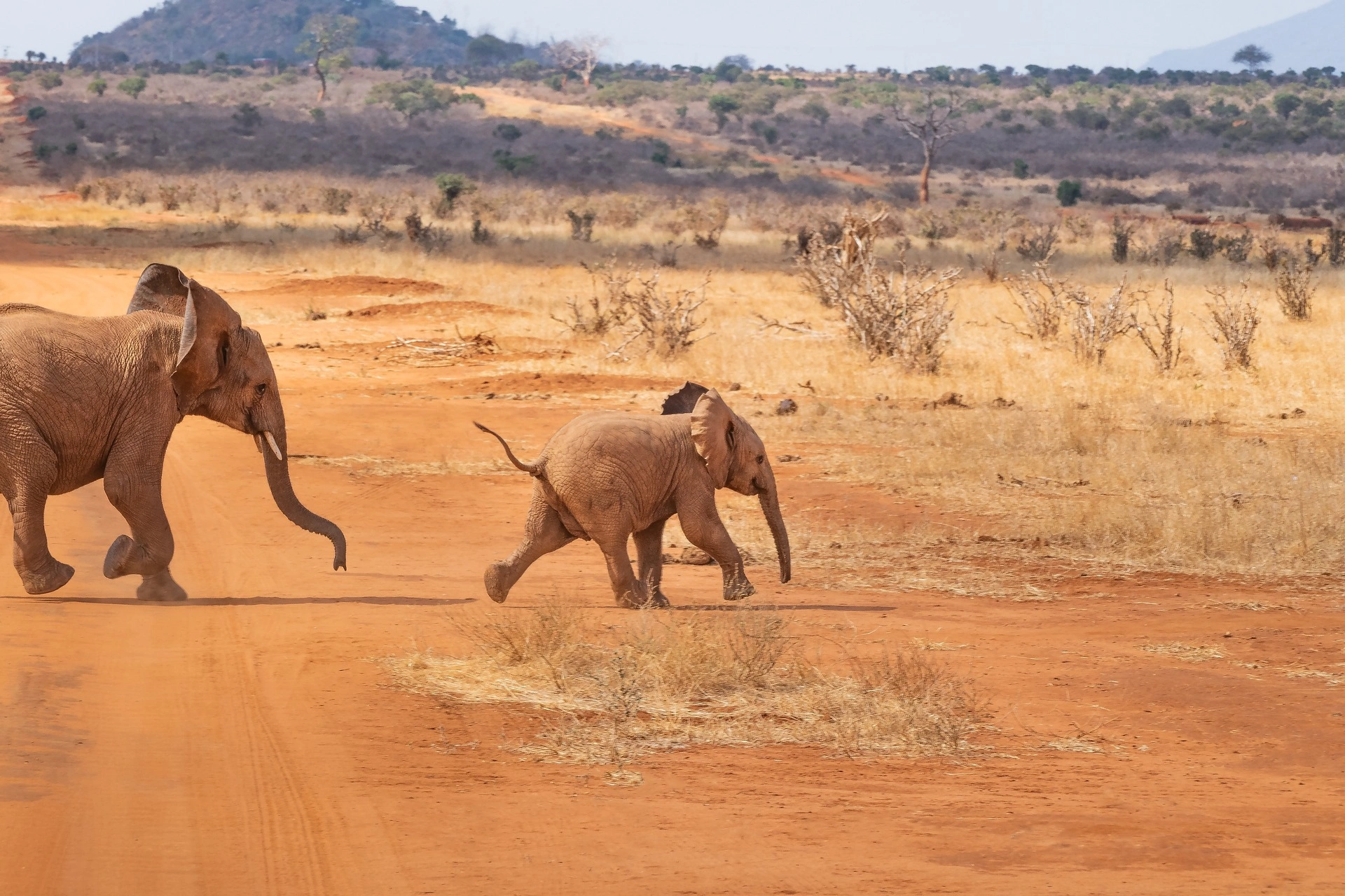 Kenya safari - Elephant