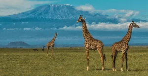 Amboseli safari giraffes