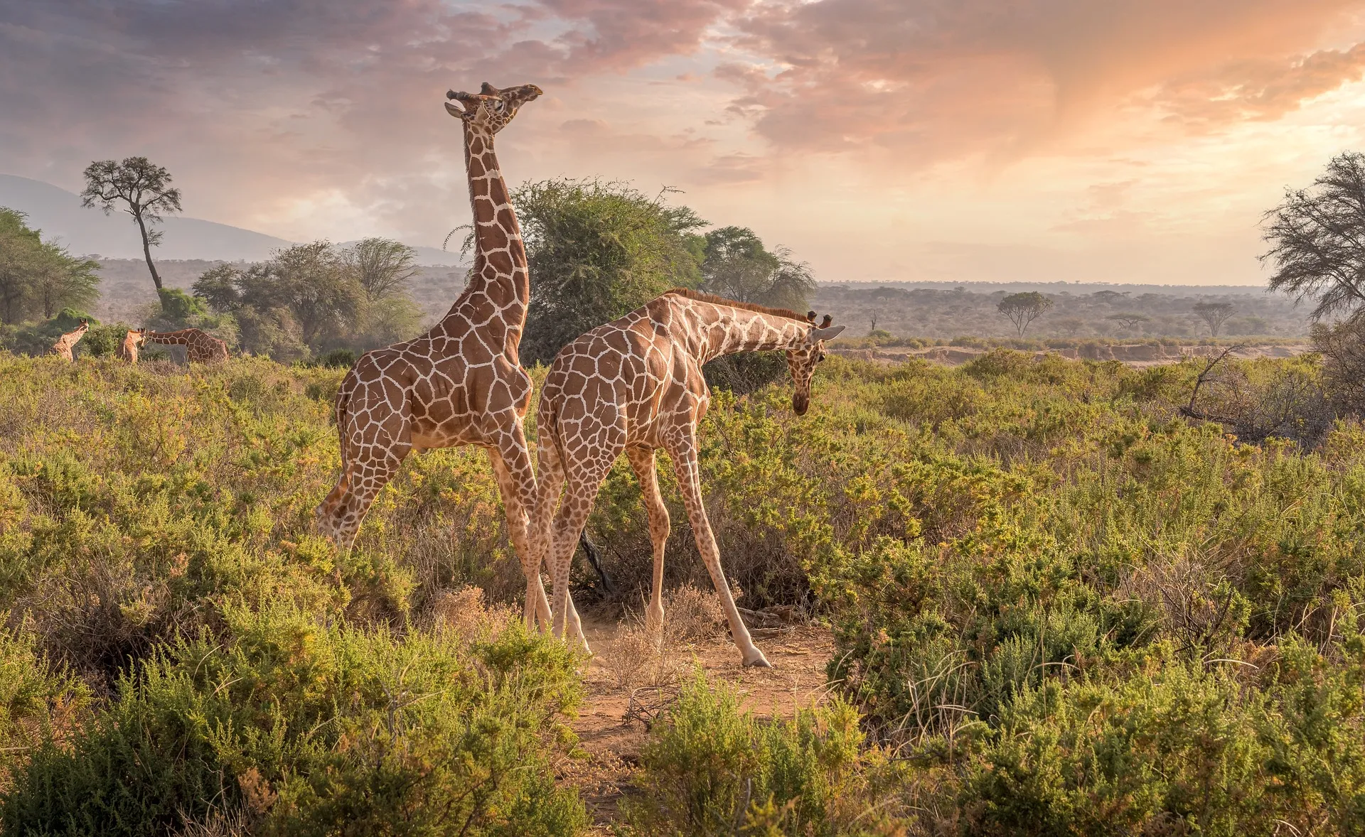 Kenya wildlife safari - giraffe Kenya wildlife safari - giraffe