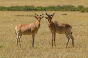 3 day Kenya safari - impala