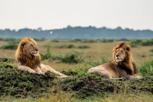 Lion - safaris nairobi